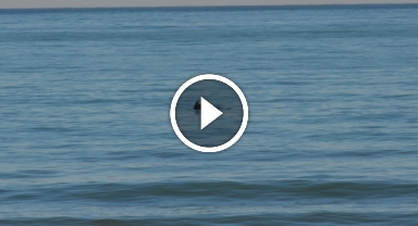 Komşu İlde Yunus Şöleni: Balık Avı Kameralara Böyle Yansıdı