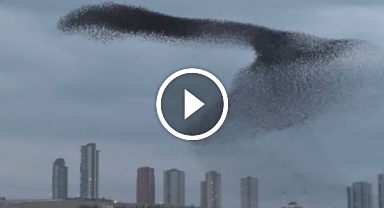 Sığırcık kuşlarının dansı mest etti