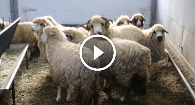 Tescilli Karayaka Koyunu İçin Çalışmalar Sürüyor: Giresun Bölgesi de Kapsama Alındı