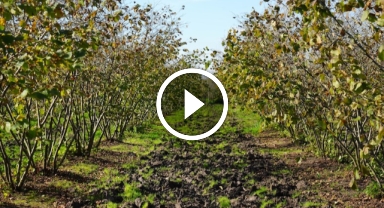 Zirai Don Ordu ve Giresun'u Etkilerken O Kent Fındıkta Zirveye Yükseldi