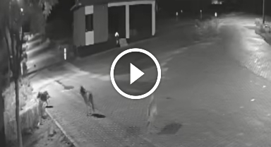 Aç kalan kurtlar mahalleye inerek eşeğe saldırdı! O anlar kamerada