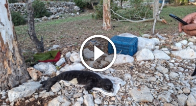 Balıkçıların kurtardığı yavru Akdeniz Foku yetkililere teslim edildi