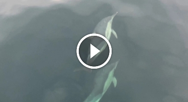 Ordu'da yunusların balıkçı tekneleriyle yarışması görsel şölen oluşturdu