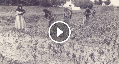 Ortaya çıkan arşiv Türk Çayı'nın tarihine ışık tutuyor