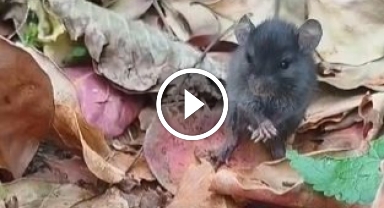 Tarla faresiyle kurduğu diyalog sosyal medyada ilgi çekti