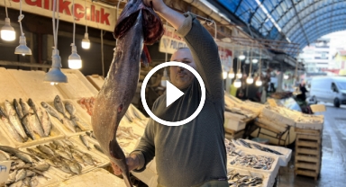 Tezgahtaki 1,5 metrelik balık merak uyandırdı!