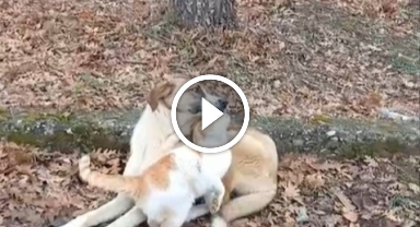 Kedi ve köpeğin dostluğu yüzleri güldürdü
