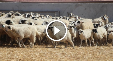 Kuzular anneleriyle buluştu, sevgi yumağı dron kamerasında