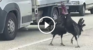 Yol ortasındaki hindi kavgası trafiği durdurdu